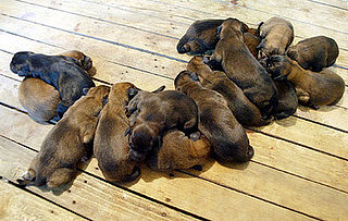 Guess How Many Puppies?