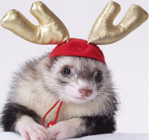 Pet Present Extravaganza: For Small Furries