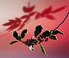 Ten Tips 'Til the Holiday: Hanging Plants