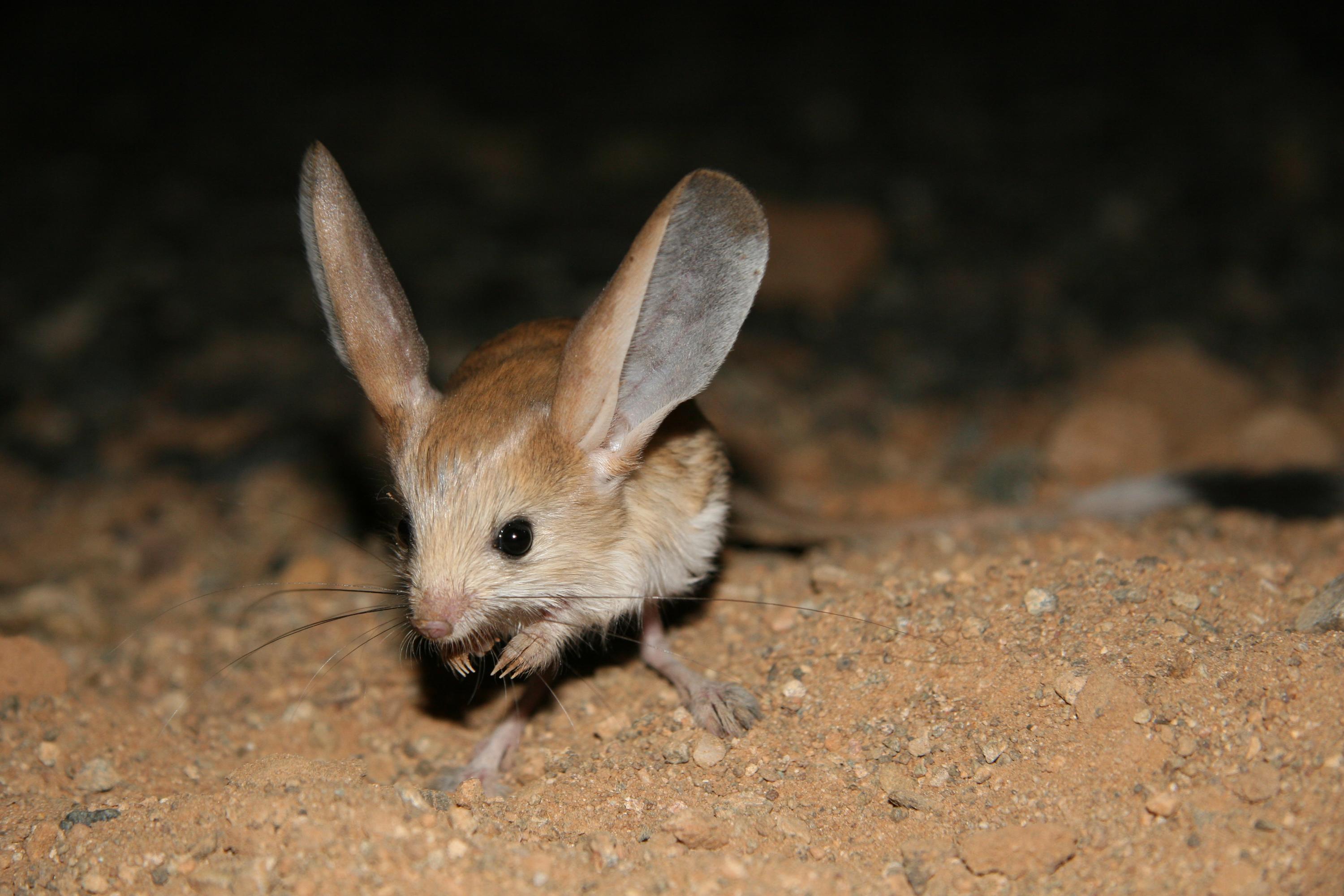 dwp jerboa 121207 dwp jerboa 121207