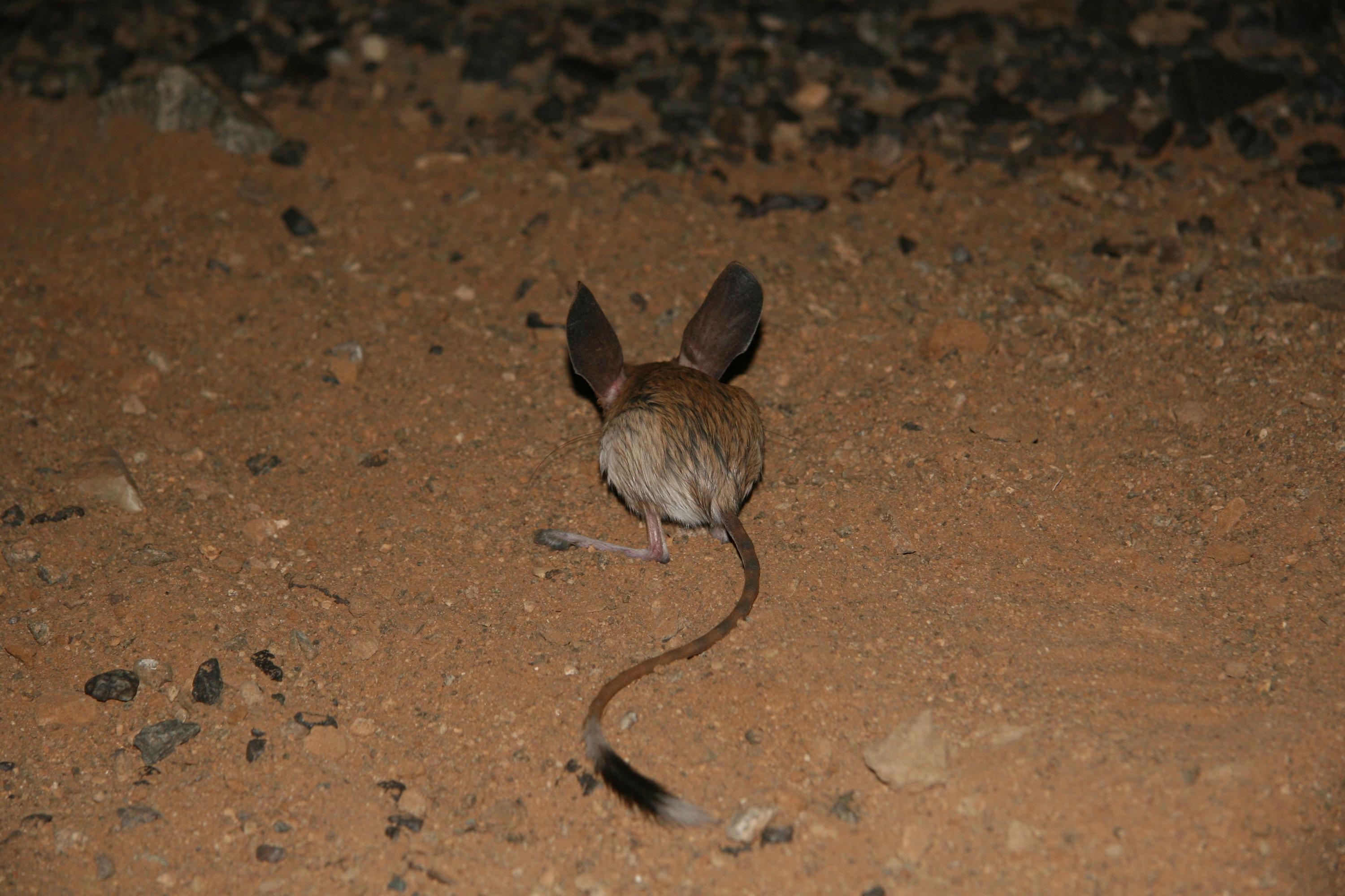dwp jerboa 121207 dwp jerboa 121207