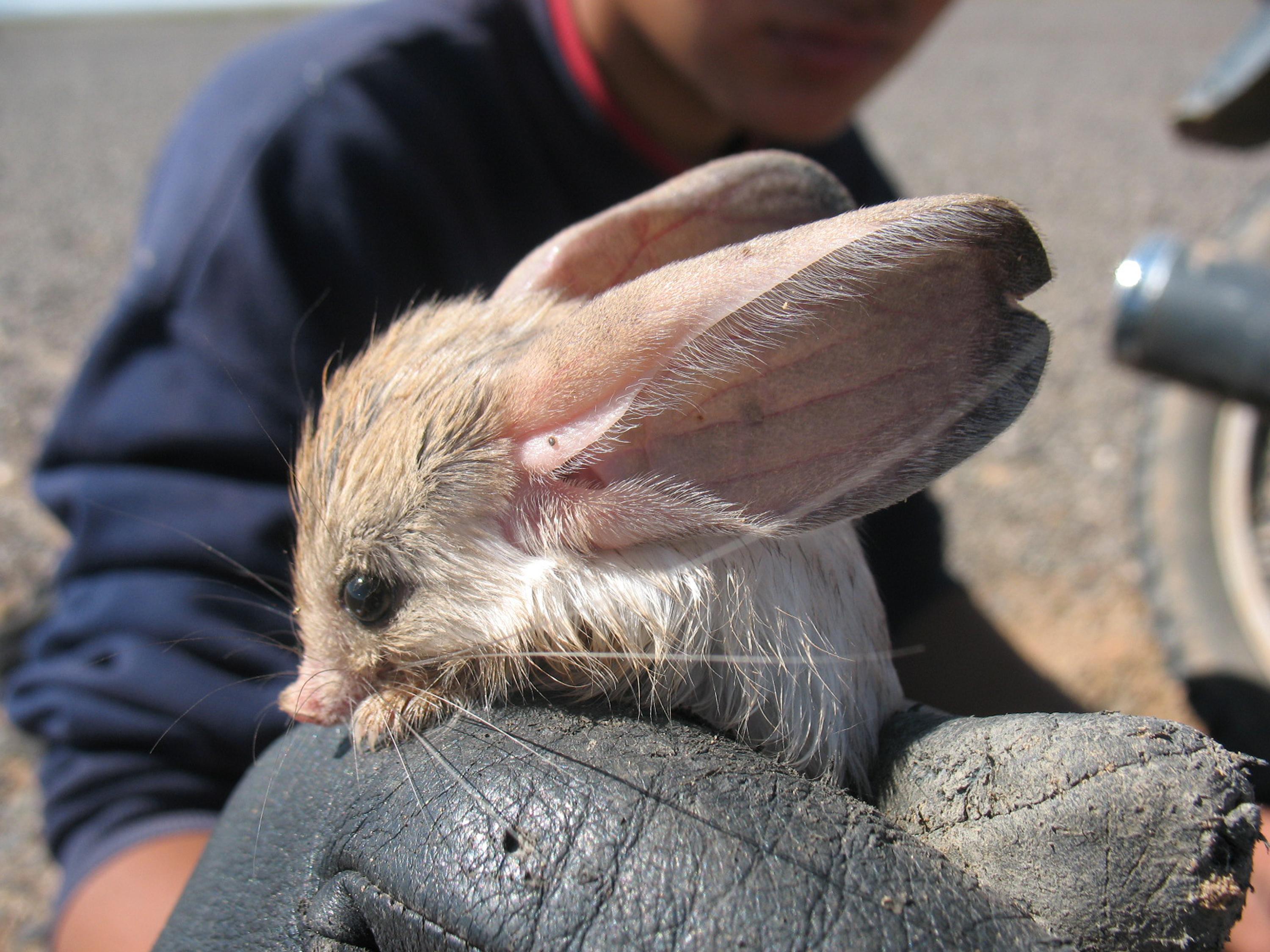 dwp jerboa 121207 dwp jerboa 121207