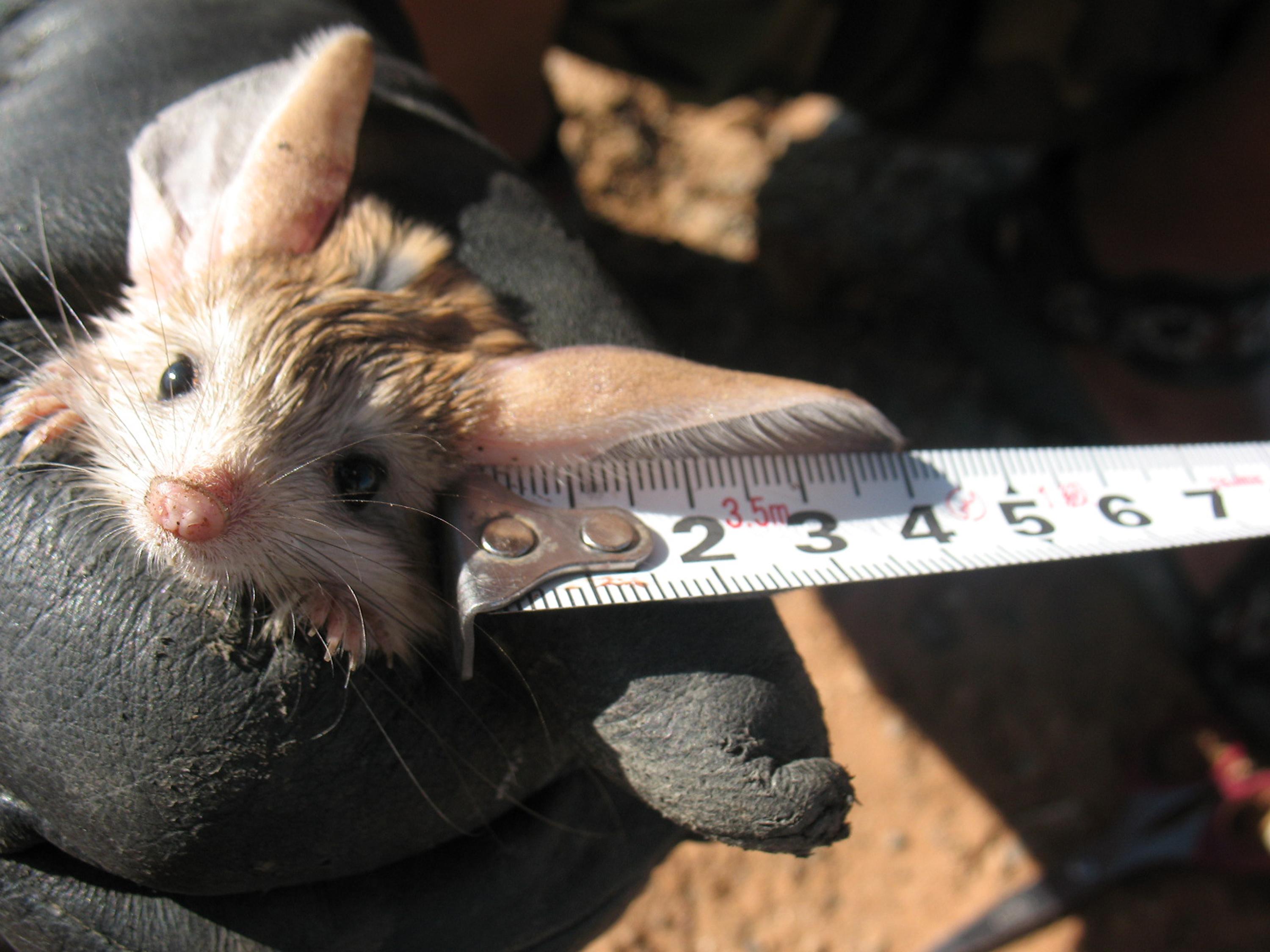 dwp jerboa 121207 dwp jerboa 121207
