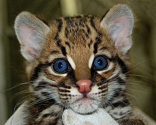 Guess What Species?