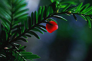 Ten Tips 'Til The Holiday: Potted Plants