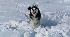 Ten Tips 'Til The Holiday: Freezing Temps Ten Tips 'Til The Holiday: Freezing Temps