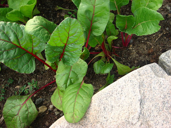 Shan's Garden pt. 2