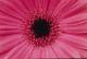 daisy22 daisy22