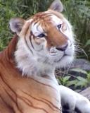 The Golden Tabby Tiger