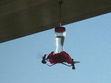 Hummingbirds In My Backyard