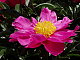 ladybug52 ladybug52