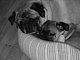 2pugs2luv 2pugs2luv
