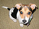 doodlebug
