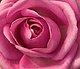 PiperRose PiperRose