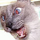 jcat197 jcat197