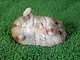 hamstera