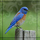 spbluebird spbluebird