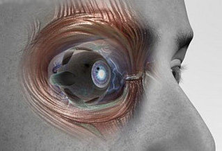 Orbital Bone