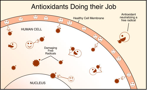 Antioxidant