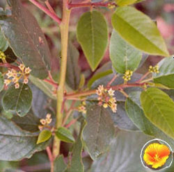 Coffeeberry