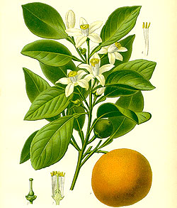 Neroli Oil 