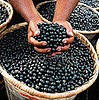 Acai Berry