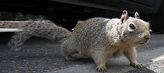 Aw, Nuts: Another Reason to Read the Label