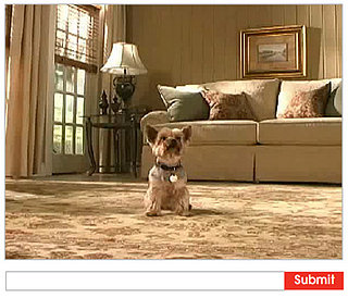 Website of the Day: I Do Dog Tricks