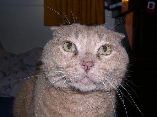 Morris