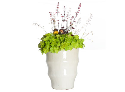 insanely expensive potted plant - love or hate? (ignore the price!)