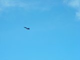 One of The Blue Angels