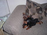 My yorkies