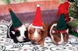 Did your pets get presents for the holidays?