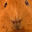 guineapiggin9