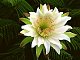 fleur de cactus