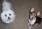 Gizmo and Cheyenne