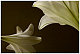 lillies