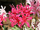 Nerine's picture