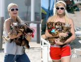 Do you think Paris Hilton uses animals as accessories?