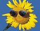 SunflowerOcity