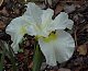 whiteiris