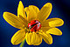 ladybug41's picture