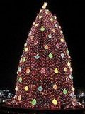 National Christmas Tree in Washington, DC - Love it or Hate it?