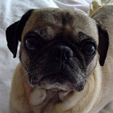 Rose:  Pug of the week