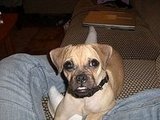 Maximus the Puggle