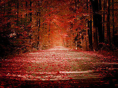 What's your favorite Autumn Food?