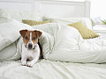 Duvet
