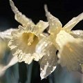 Perennial