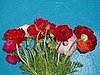 Flowers 101:  Ranunculus