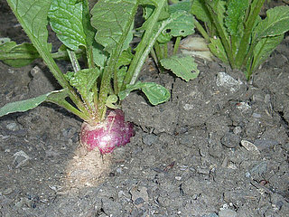Name This Plant